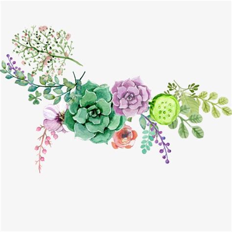 a watercolor painting of succulents and flowers on a white background with green leaves