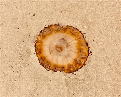 Moon Jellyfish Sting Stock Photos, Pictures & Royalty-Free Images - iStock