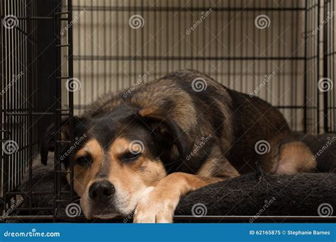 Lazy Dog stock image. Image of mammal, exhausted, lazy - 62165875