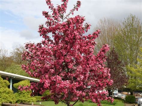 Crabapple Royal Raindrops Campbell S Nursery