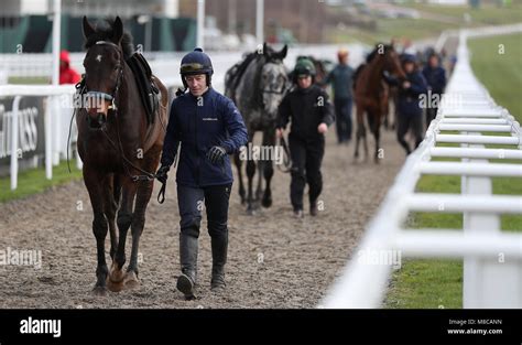 Willie Mullins horses make their way back from the gallops during Gold ...