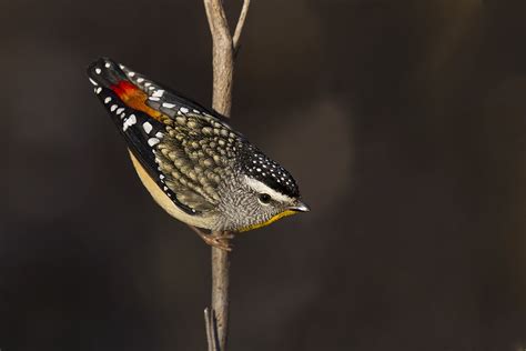 Meet The Burrowing Spotted Pardalote Australian Geographic