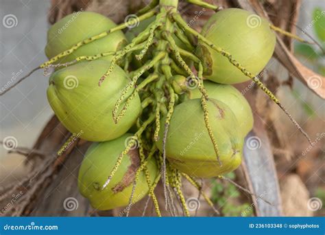 Uma Pilha De Cocos Numa Variedade Anã De Palma De Coco Colheita De