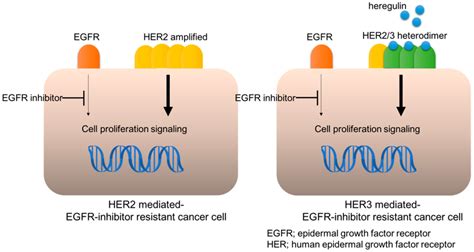 Her2 Or Her3 Mediated Egfr Inhibitor Resistance Download Scientific Diagram