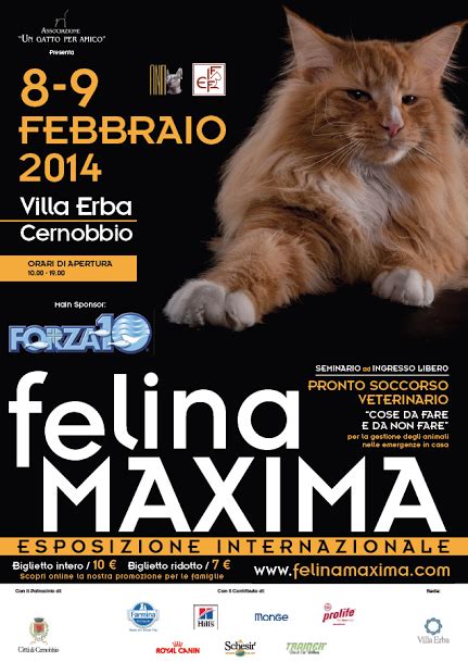 Felina Maxima Villa Erba L Esposizione Internazionale Di Felini