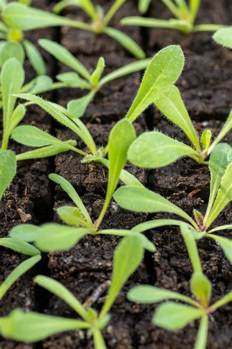Statice Seedlings In Soil Blocks Soil Blocking Is A Seed Starting