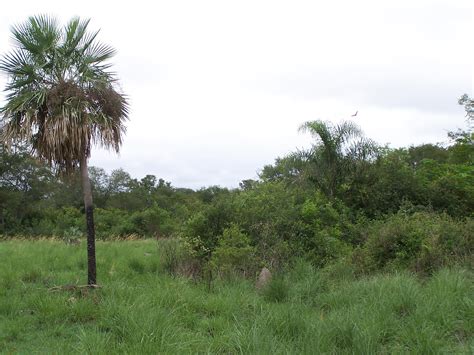 Presidente Hayes Pybio Paraguay Biodiversidad