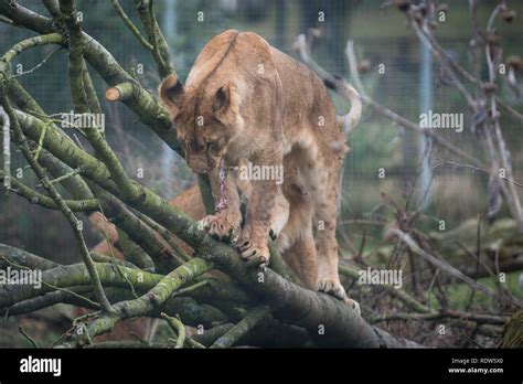 Linton Zoo Banque De Photographies Et Dimages à Haute Résolution Alamy