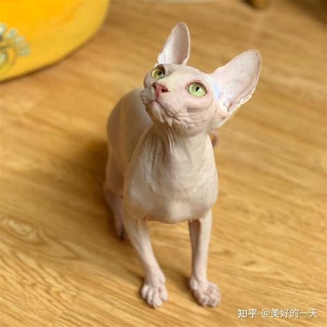 猫咪智商排行榜：每一只都“聪明机智”，有你家猫吗？ 知乎