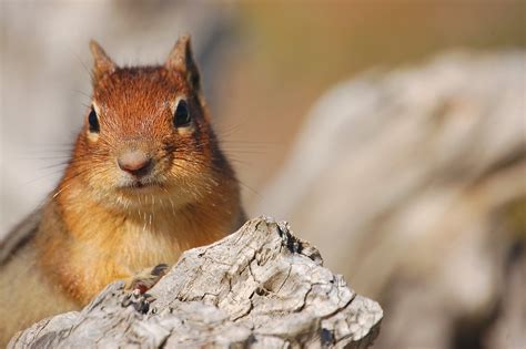 Free Chipmunk Stock Photo - FreeImages.com