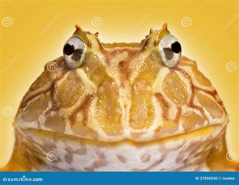 Close Up Of An Argentine Horned Frog Facing Ceratophrys Ornata Stock