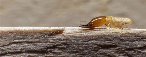 Signs Of Termites How To Check For Termites In Your Home