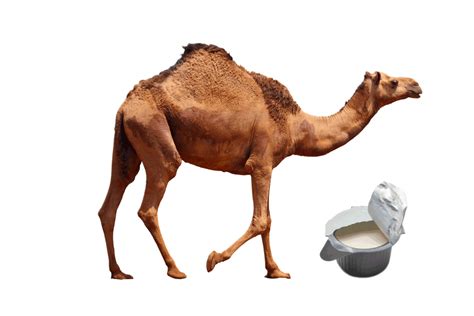 Top 5 Benefits Of Drinking Camel Milk Tvasiapacific