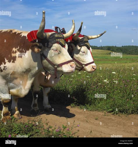 Oxen Hi Res Stock Photography And Images Alamy