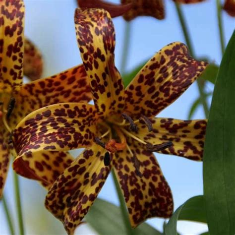 De Haute Qualit Et Facile Dans Notre Lis Botanique Lillium