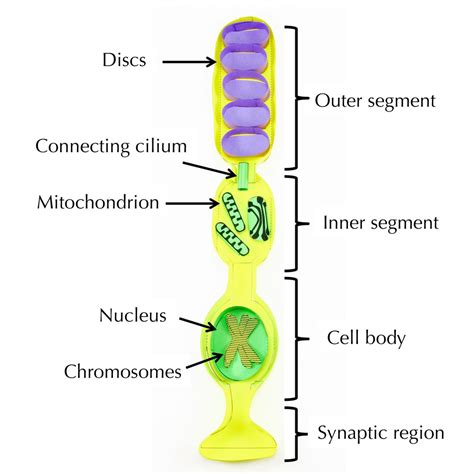 Rod Photoreceptor Cell Origami Organelles