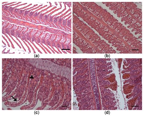 Histopathological Alterations In The Gills Of Prussian Carp Carassius