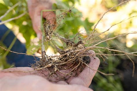 National Soybean Cyst Nematode Conference