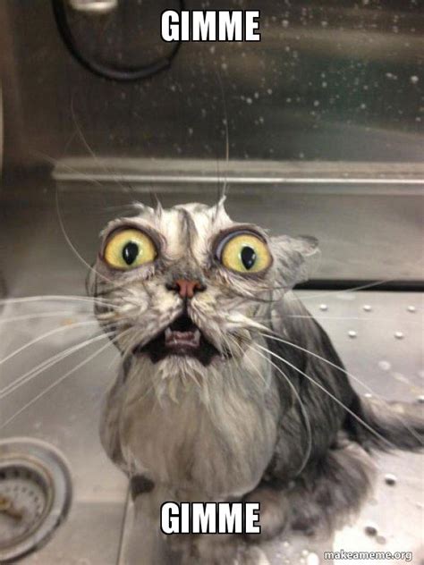 Gimme Gimme Cat Bath Make A Meme