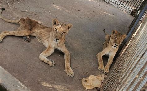 Top 75 Imagen Leones En Cautiverio Abzlocalmx