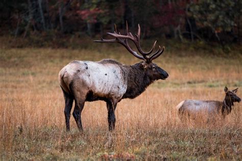 Bull Elk Cataloochee Valley Great Smoky Mountains Of North Carolina