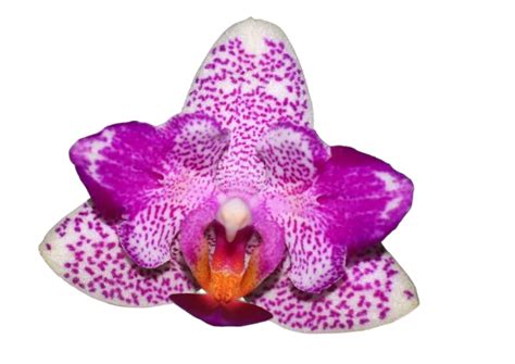 Orchid Phalaenopsis Hualien Pink Galaxy '272' (peloric) *scented ...