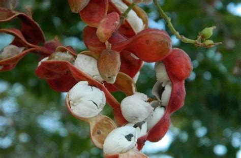 El Sancochadero de Cocinaparados El Guamúchil