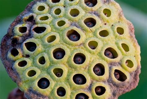 Scientists discover why you really have trypophobia