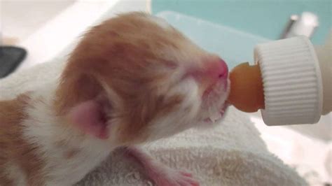 57 HQ Pictures Bottle Feeding Kittens Tips : A Gallery of Kittens ...