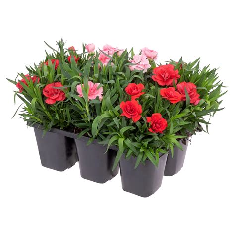 GARDENLINE Blühpflanze 6er Tray ALDI SÜD