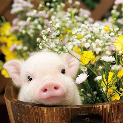 Really Cute Baby Pigs