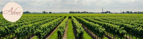 Bodegas De Rioja Alavesa Y Ruta Del Vino En Lava