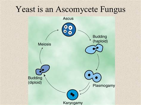 Ascomycota Cup Fungi Life Cycle