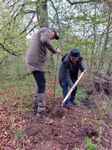 Vicepre Edintele Cj Suceava Niculai Barb A Plantat Mai Mul I Arbori