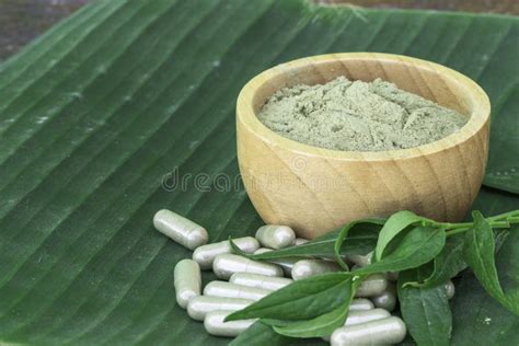 Andrographis Paniculata Extract Powder In Wooden Bowl Stock Image