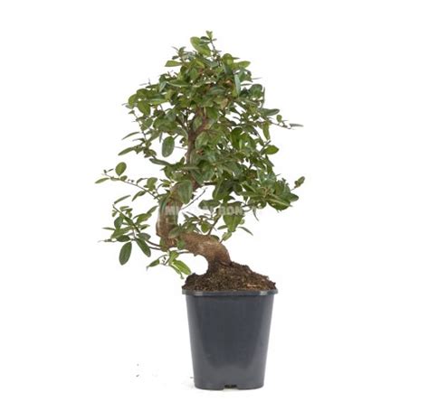 Pyracantha Sp Pre Bonsai Years Firethorn Mistral Bonsai