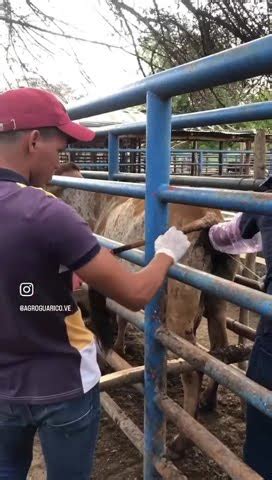 D A Del Curso De Inseminacion Artificial En Bovino Visita Y Adquiere