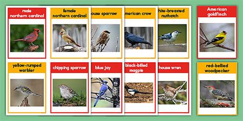 Birds of North America Flash Cards (teacher made) - Twinkl