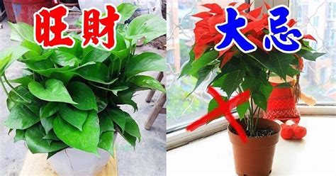 家裡養花不要瞎養！6種花旺財又養人，2種花是大忌！