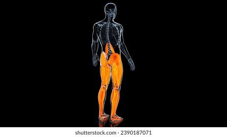 Human Lower Limb Muscles Medical Anatomy Stock Illustration 2390187071 ...