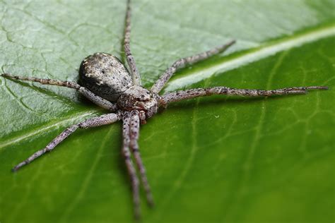 Running Crab Spider Running Crab Spider Brian Valentine Flickr