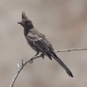 Phainopepla - Facts, Diet, Habitat & Pictures on Animalia.bio