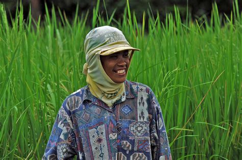 Happy Woman Farmer Rice Farming Is A Back Breaking Labor I Flickr