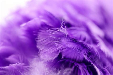 Closeup Purple Feather Multicolored Feathers Background Texture