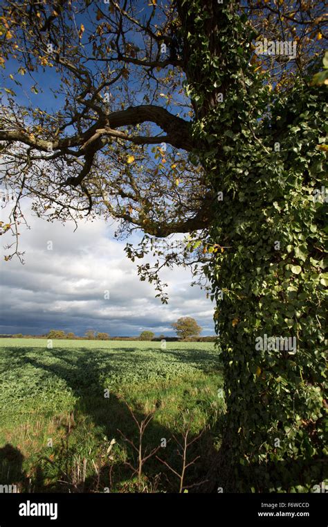 Village Of Coddington England Picturesque View Of Crops Growing In A