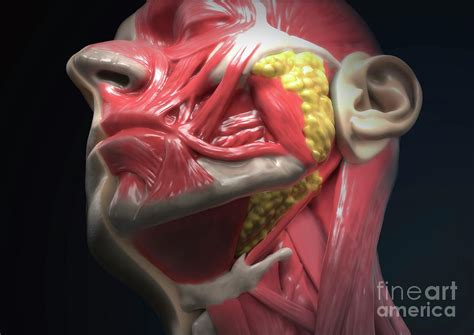 Human Head Anatomy 7 By Medical Graphics Michael Hoffmann Science