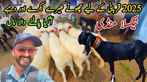 Chota Mall 2025 Qurbani K Liy Bakray Or Dumby Taxila Mandi Update June