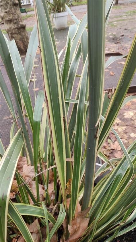 Phormium tenax J R Forst G Forst Formio común World flora Pl