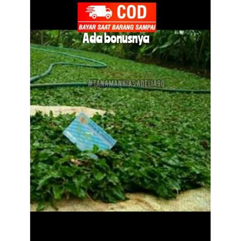 Jual Rumput Gajah Mini 100cm 1 Meter Bibit Tanam Berjarak Shopee