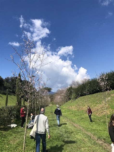 Galleria Pompei Inaugurato Un Nuovo Percorso Verde Al Parco